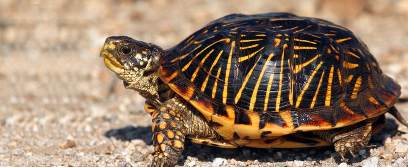 Box Turtle
