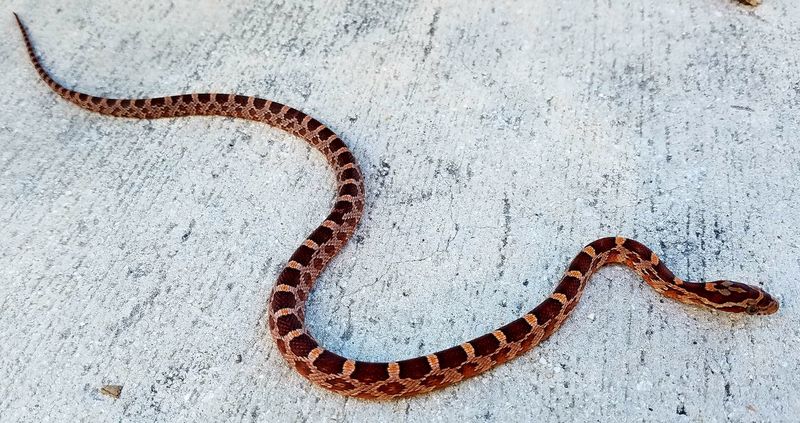 Corn Snake