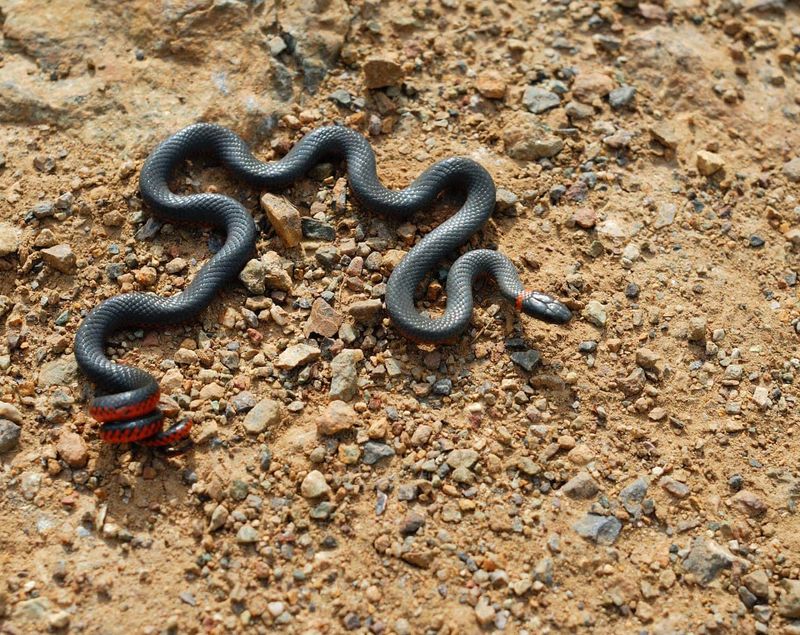 Ringneck Snake