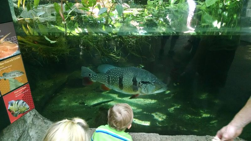 Peacock Bass