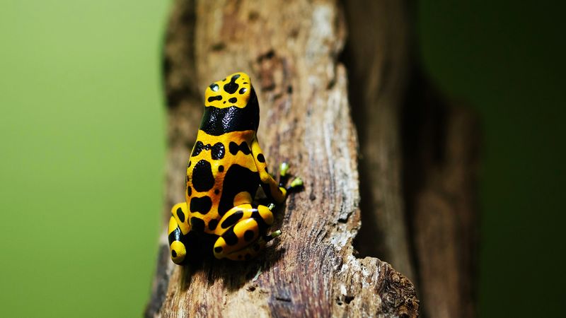 Bumblebee Poison Dart Frog