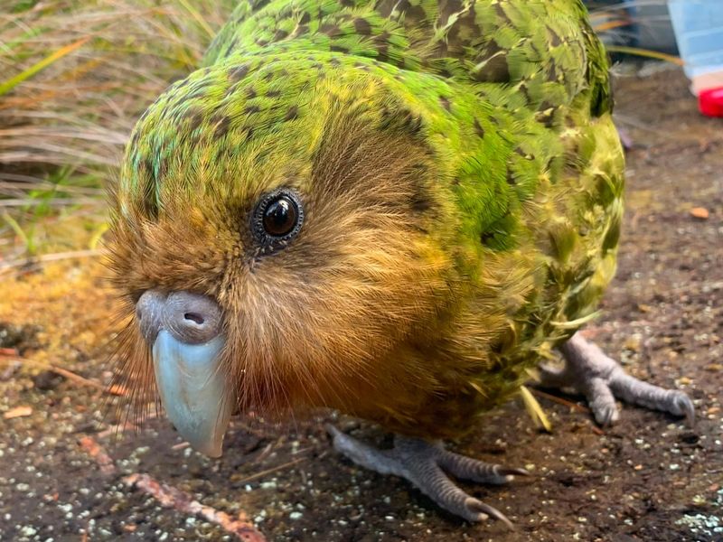 Kakapo