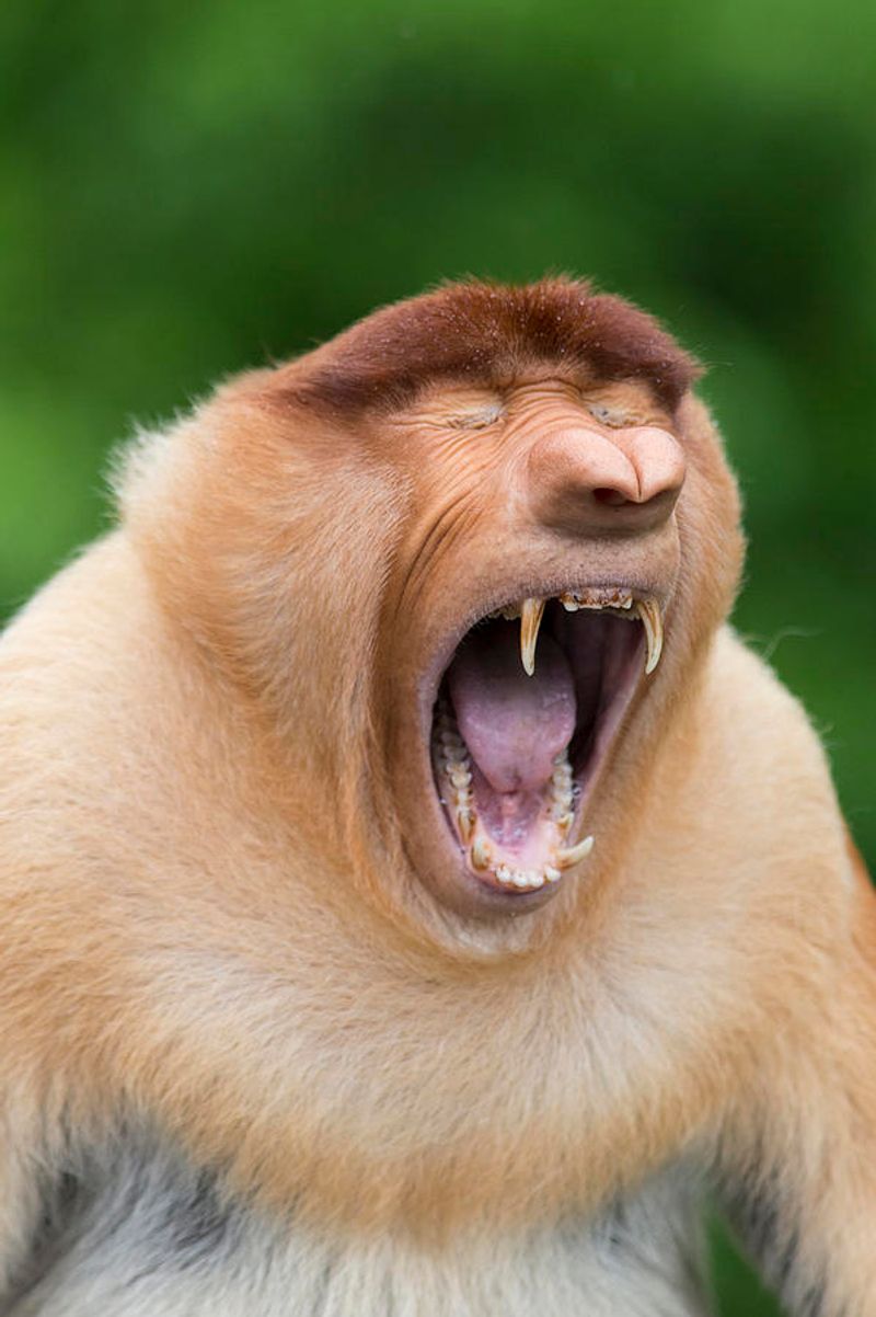 Proboscis Monkey