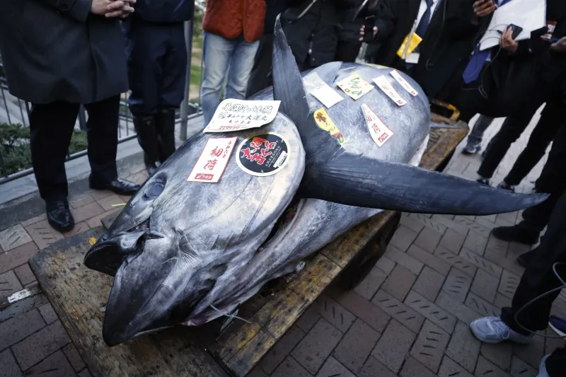 Antarctic Bluefin Tuna: Most Expensive Fish