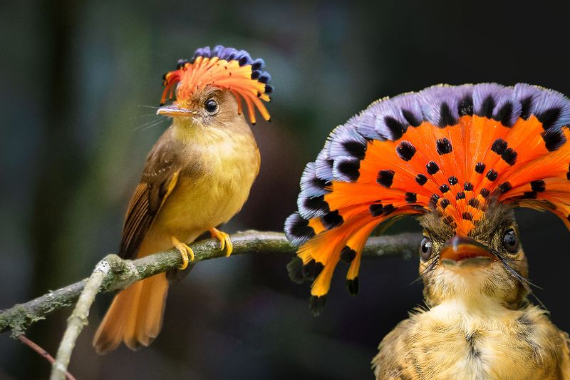 Royal Flycatcher