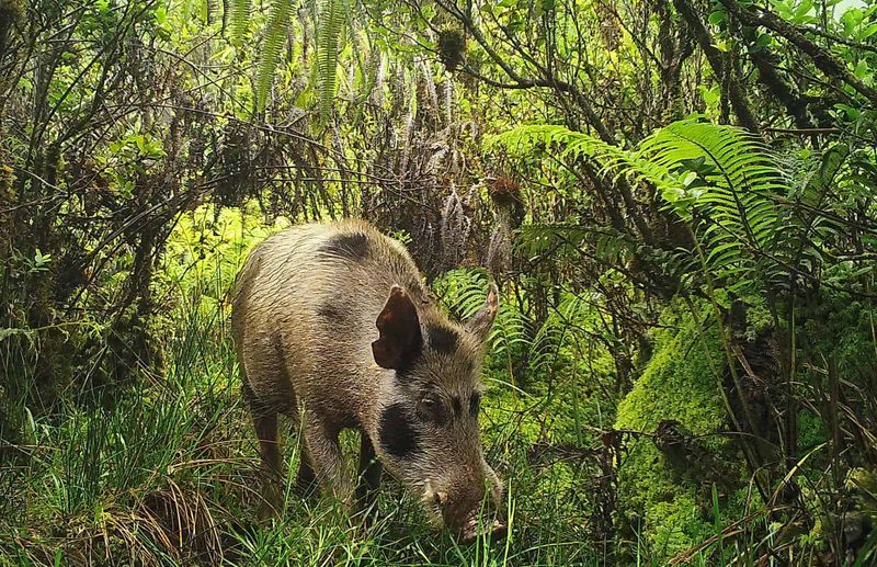Feral Pig