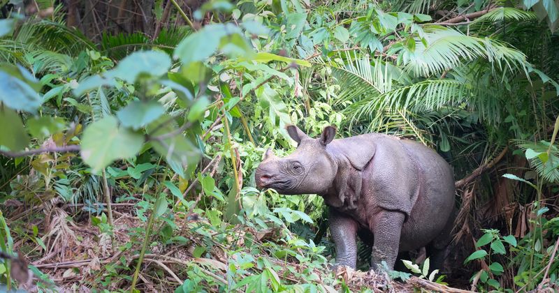 Javan Rhino