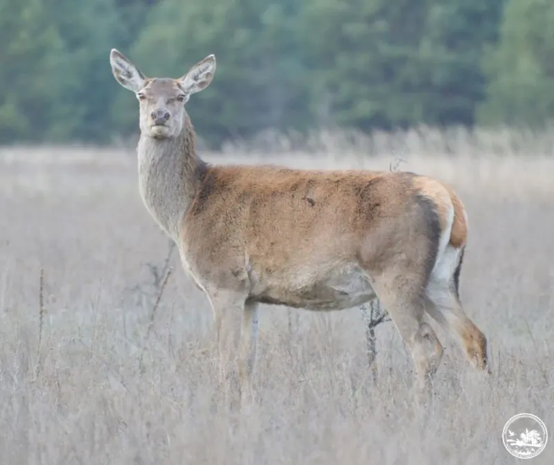 Red Deer