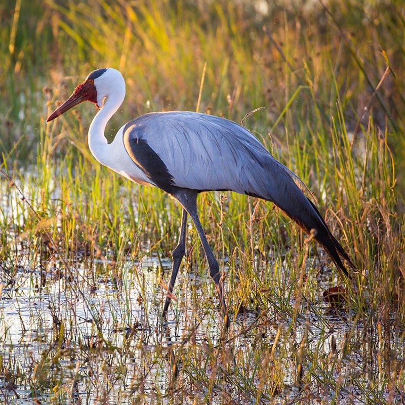 Wattled Crane
