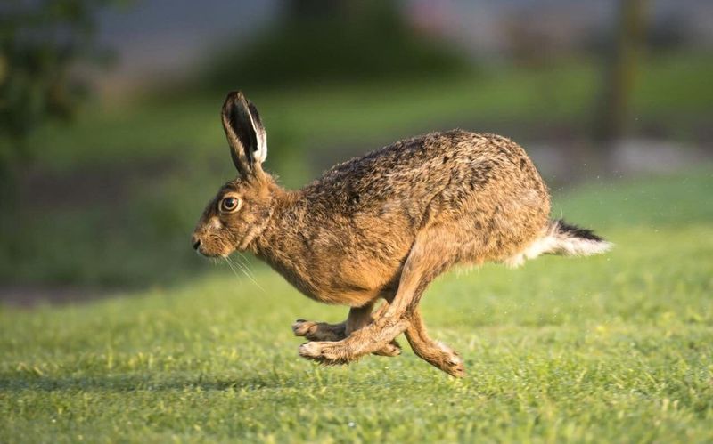 Brown Hare