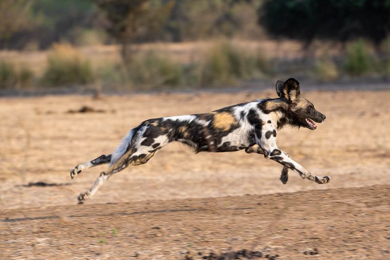 African Wild Dog