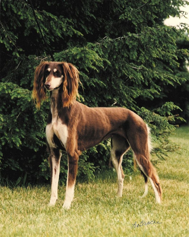 Saluki
