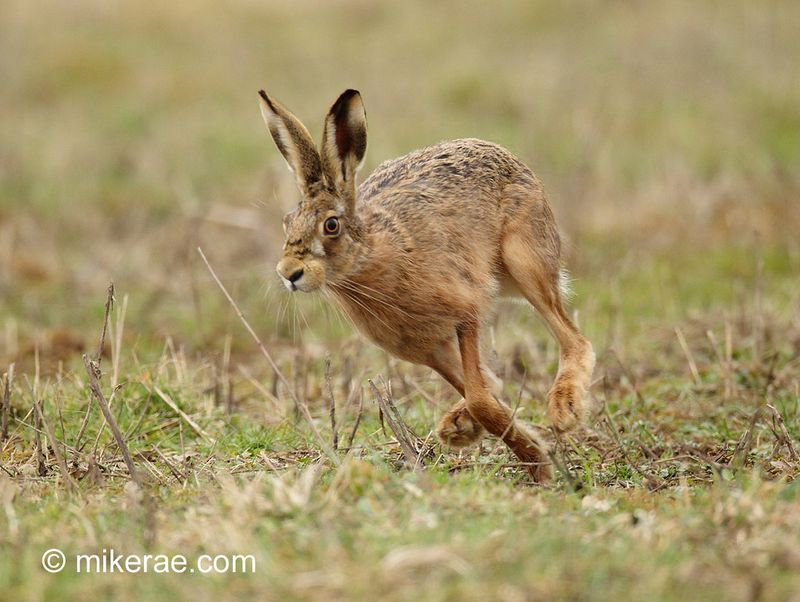 Brown Hare