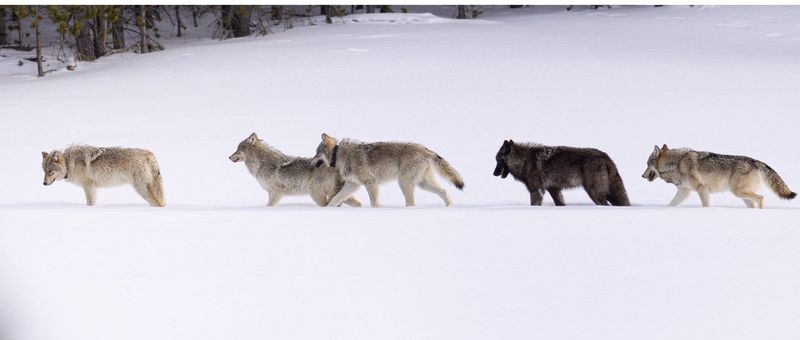 Gray Wolf