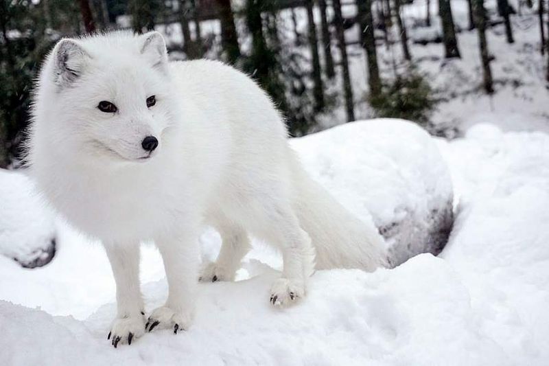 Arctic Fox
