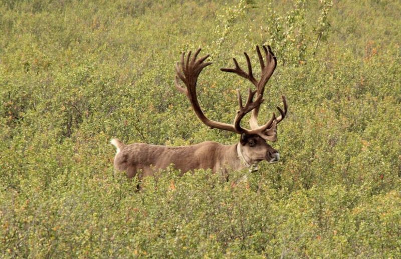 Caribou