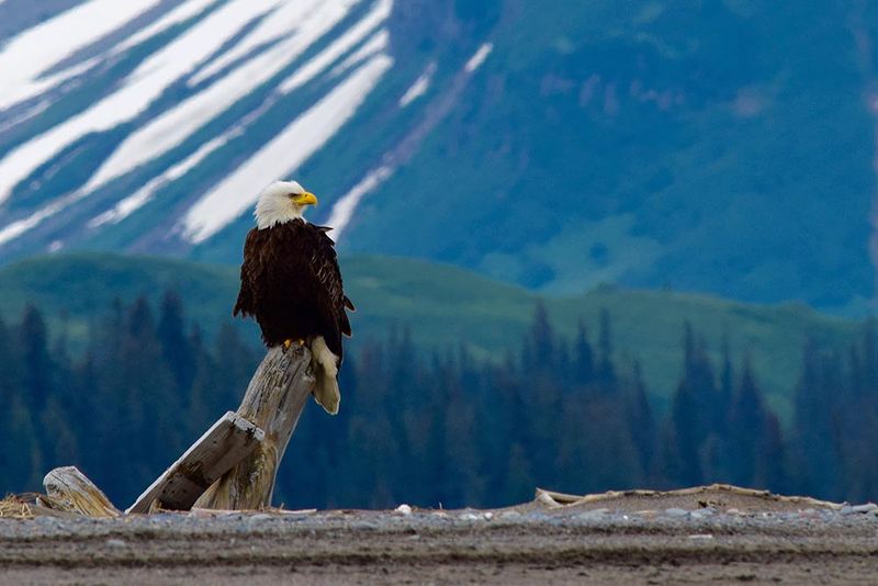 Bald Eagle
