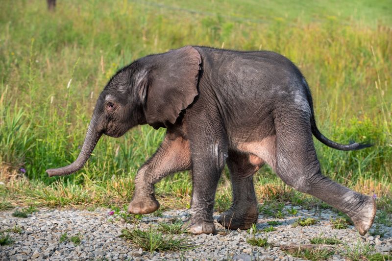 Elephant Calf