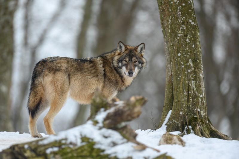 Gray Wolf