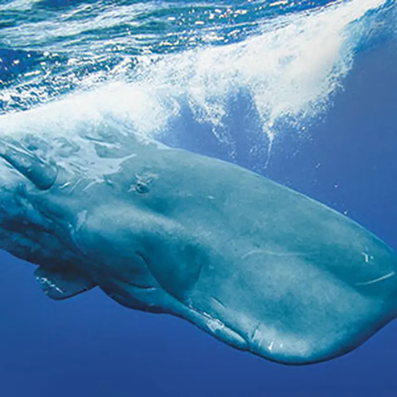 Sperm Whale
