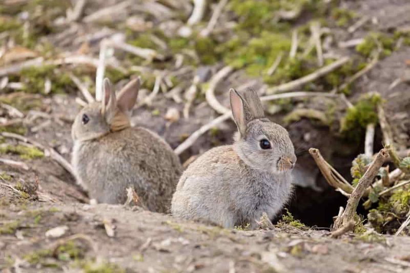 European Rabbit