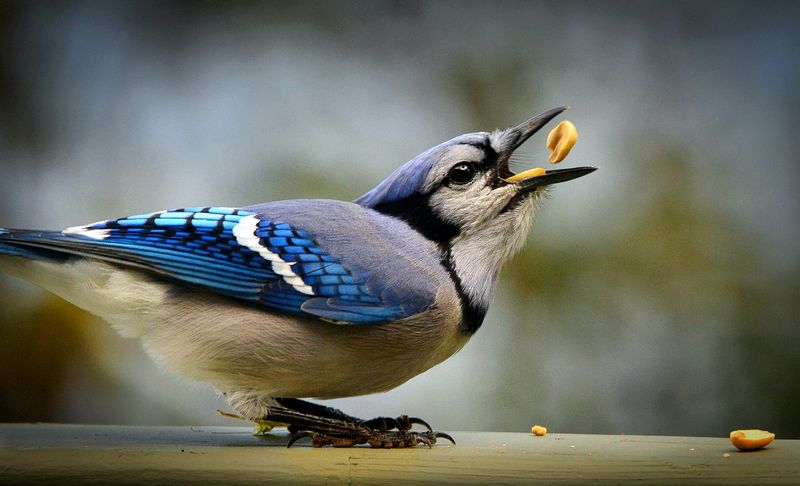 Natural Seed Dispersers