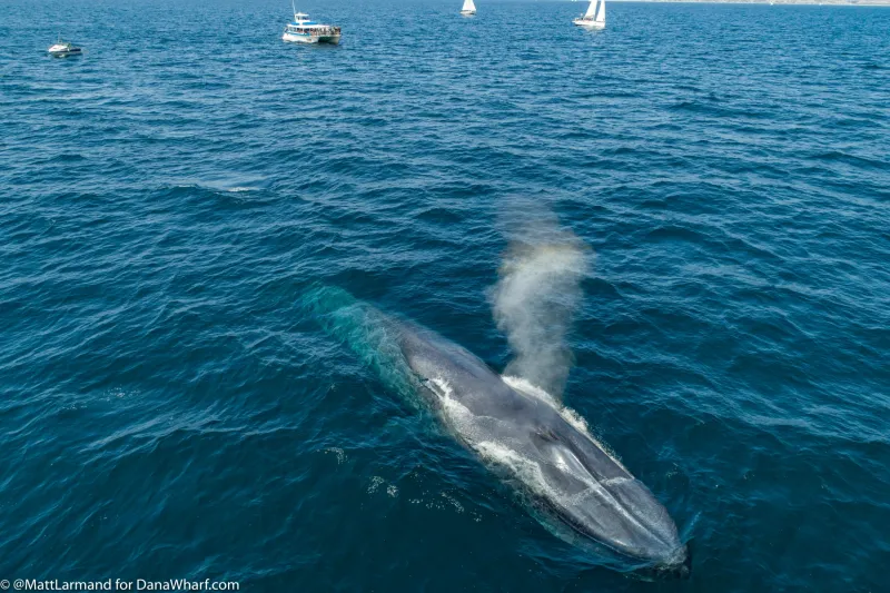 Blue Whale