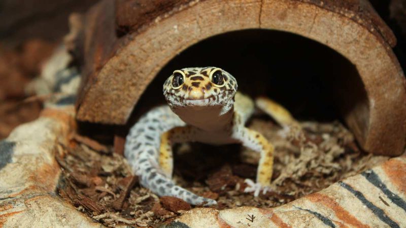 Leopard Gecko
