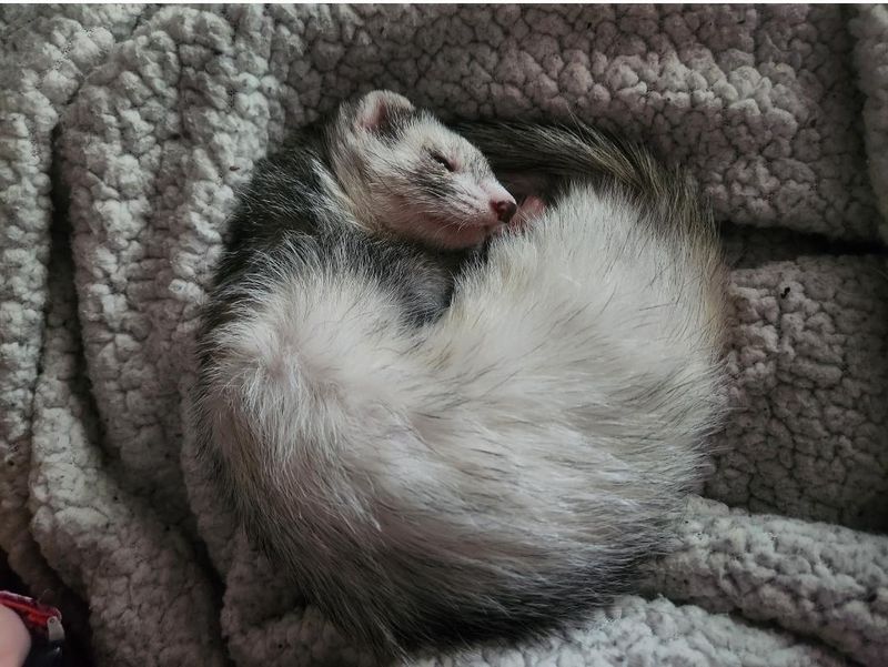 Ferret