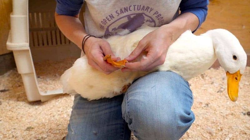 Ducks (domestic)
