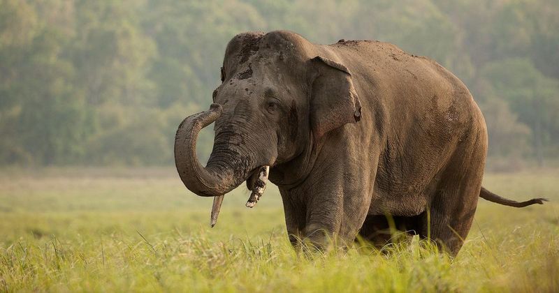 Elephants