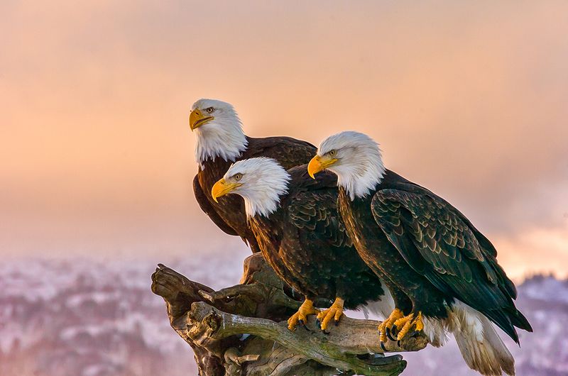 Bald Eagle