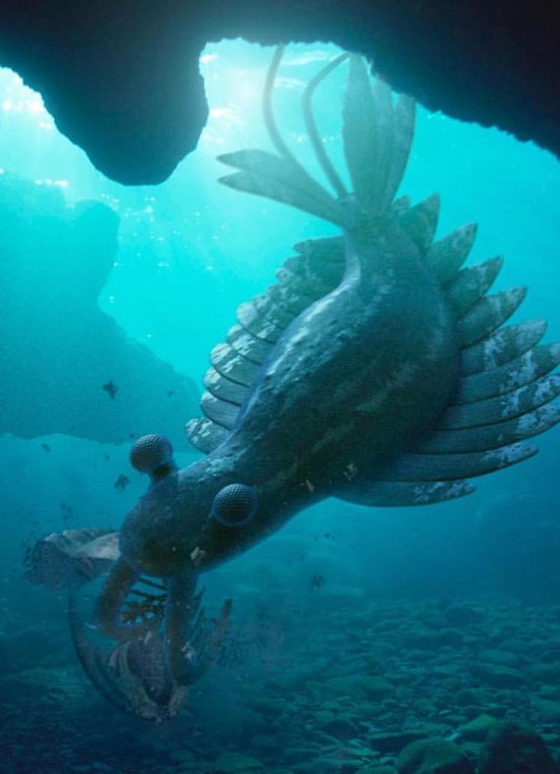 Anomalocaris