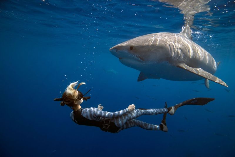 Tiger Shark