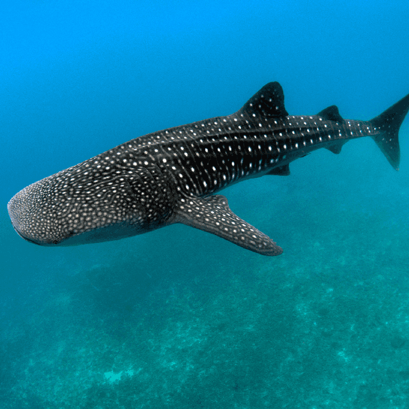 Whale Shark: The Gentle Giant