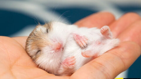 Hamster Care: 14 Tips Every New Owner Needs to Know - Exploring Animals - New Hamster Owner Guidance