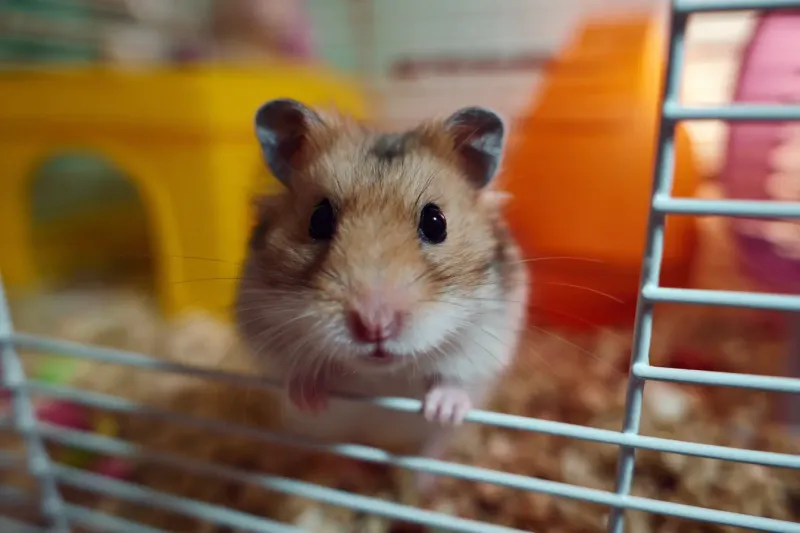 Choose the Right Cage