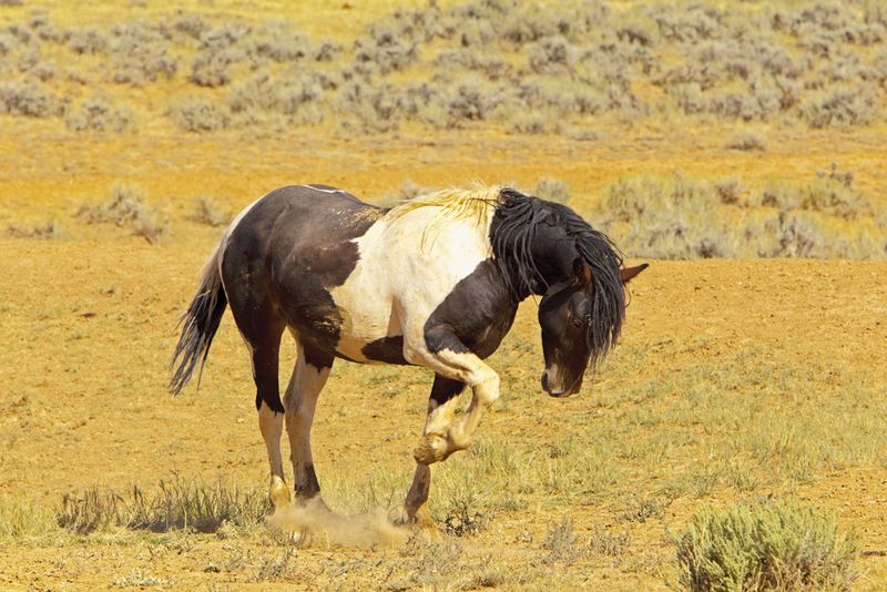 Horses Pawing the Ground