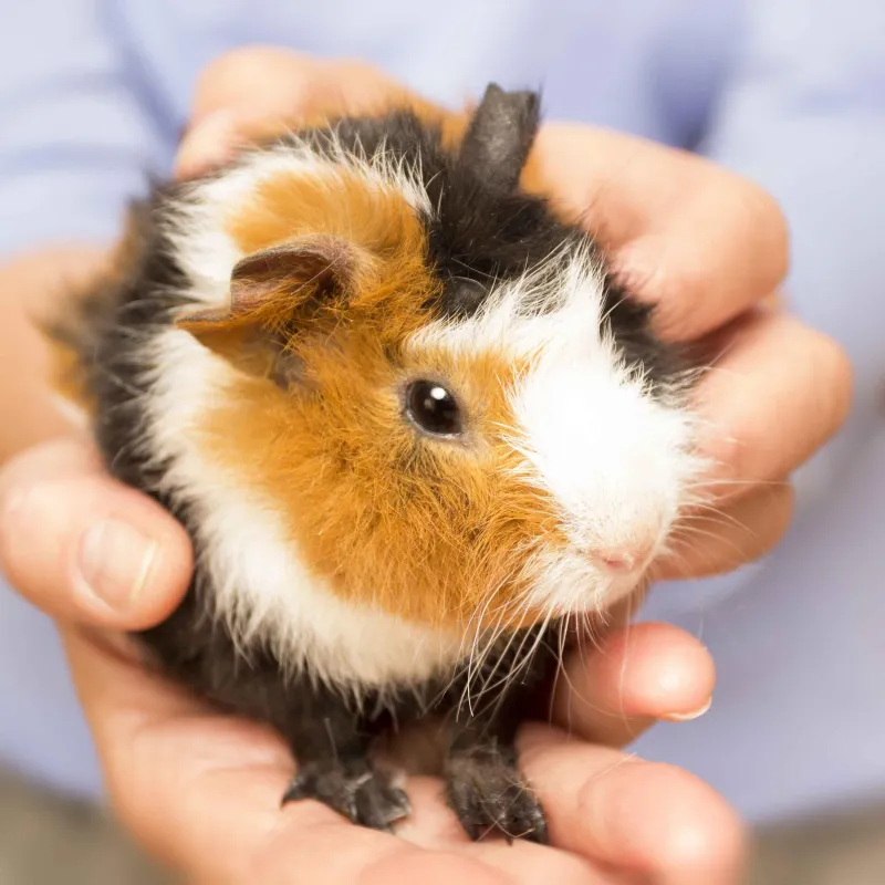 Guinea Pigs