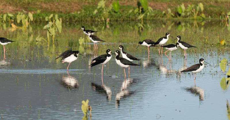 Hawaiian Stilt (Aeʻo)