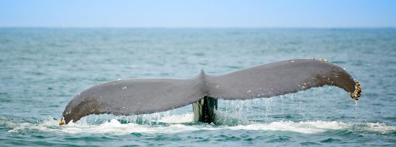 Southern Right Whale