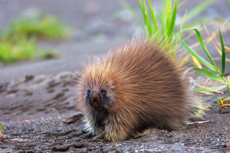 Porcupine