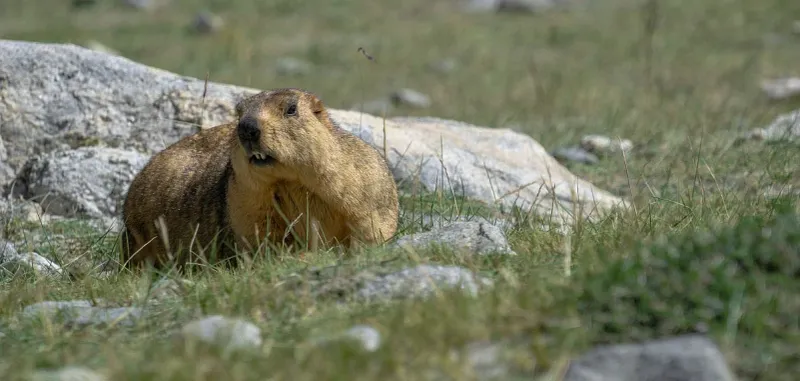 Marmots