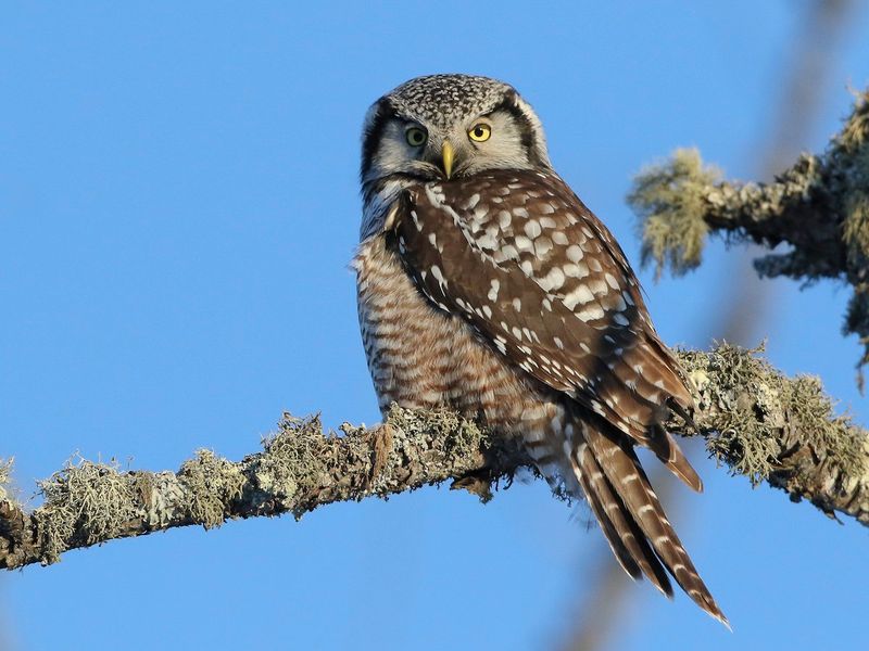 Northern Hawk Owl