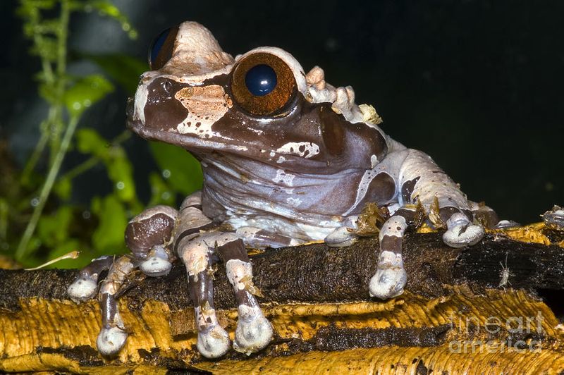 Crowned Tree Frog