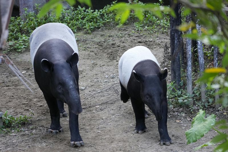 Tapir