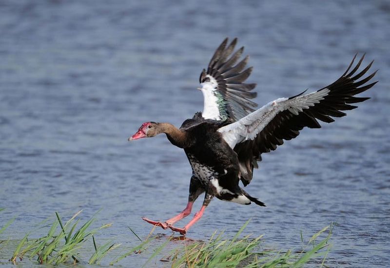 Spur-Winged Goose