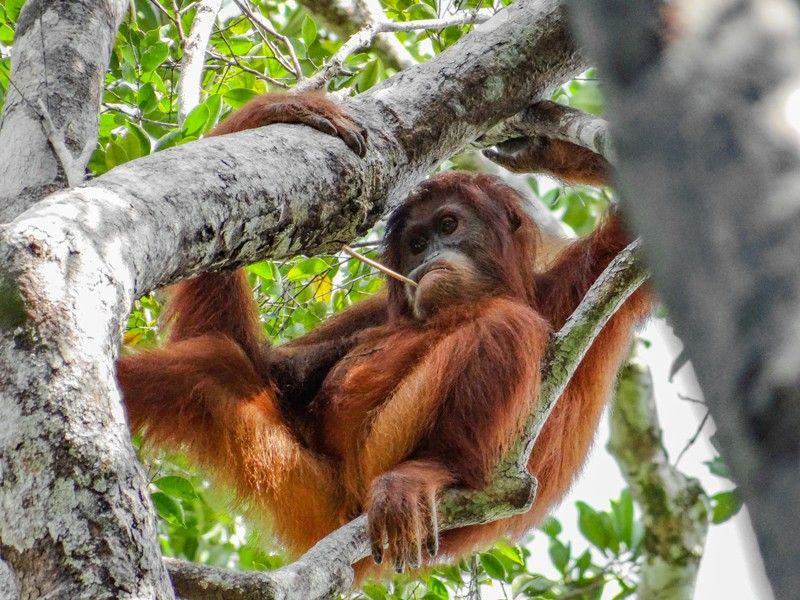 Orangutan