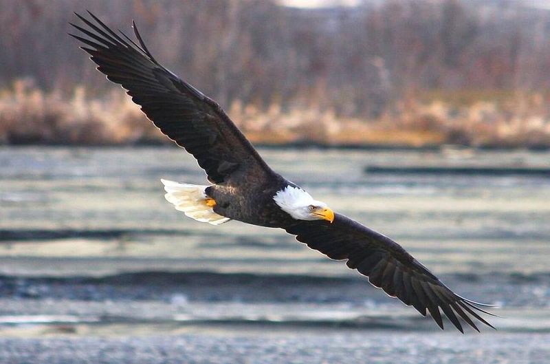 Bald Eagle