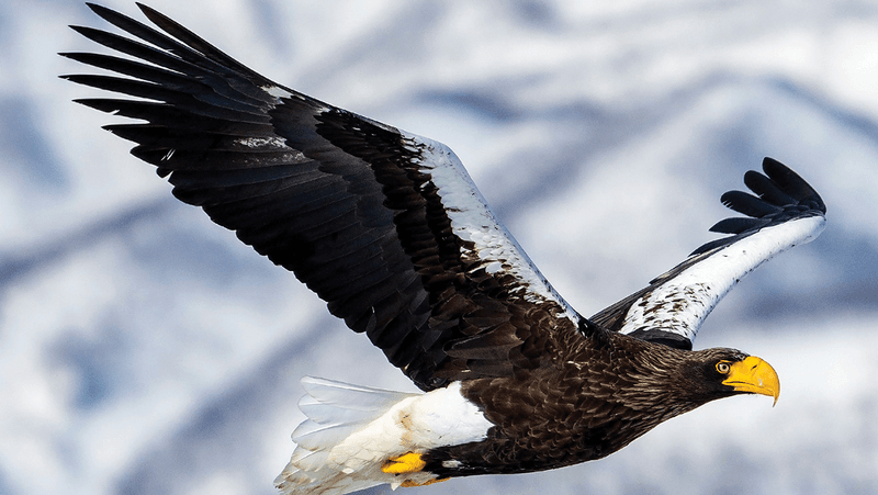 Steller's Sea Eagle